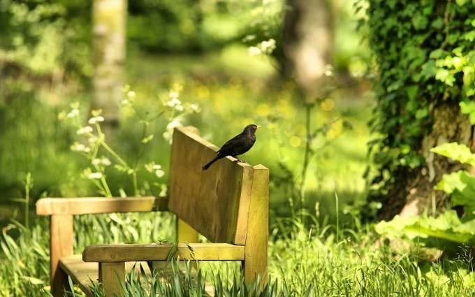 bird-in-garden