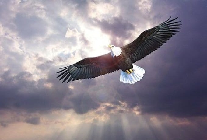 eagle
