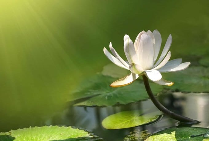 lotus