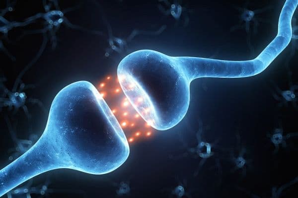 neurons