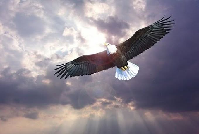 eagle